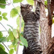 Cat Comes Through Living Room Window and Moves in Permanently