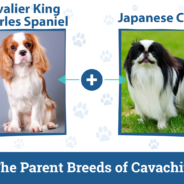 Cavachin Dog Breed: Info, Pictures, Care & Facts