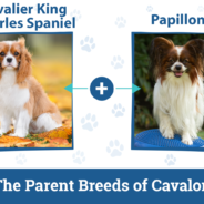 Cavalon Dog Breed: Info, Pictures, Care & Facts