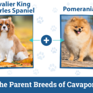 Cavapom Dog Breed: Info, Pictures, Care & Facts