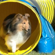 Create a Backyard Agility Course for Your Dog!