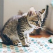 Essential strategies for protecting kittens from feline panleukopenia