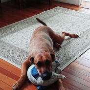 Family Looking for a Little Dog Ends Up with Giant Who’d Been Waiting a Year for a Forever Home