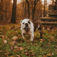 Get more pets home (or back home) this fall