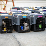 Help Clear Overcrowded Shelters By Flying Over 100 Dogs & Cats to Freedom