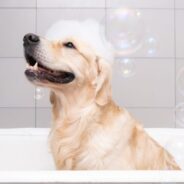 How to Choose the Right Shampoo and Conditioner for Your Dog