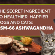 How to Support Your Senior Dog with Ashwagandha