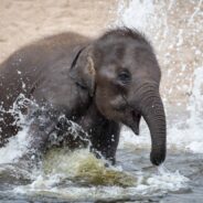 How Zoos Keep Animals Cool in the Heat