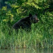 Legal Fights Intensify to Protect Louisiana Black Bears Amid Habitat Loss