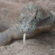 New Discovery About the Teeth of Endangered Komodo Dragons May Help Us Learn About Dinosaurs