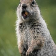 Pennsylvania Mini-Golf Course Stunned by Groundhog in Claw Machine