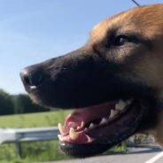 Ridin’ With the Trio: Truck Travel With Dogs