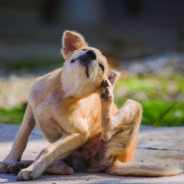 Should You Use Monistat for Your Dog’s Ear Infection? (No, Use This Instead!)