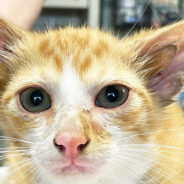 Stray Kitten With Rare Genetic Mutation Is “All Ears” At Tennessee Shelter