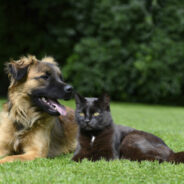 The Most Common Endocrine Diseases in Dogs and Cats — Part 2