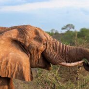 This World Elephant Day, Learn More About Threats to Elephants and How You Can Help