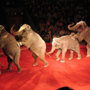 Victory for Animal Rights as Massachusetts Bans Exotic Animals in Circuses