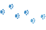 Cavajack: Pictures, Info, Care Guide & More