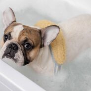 9 Best Oatmeal Shampoos for Dogs in 2024 – Reviews & Top Picks