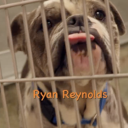 Adopt a Ryan Reynolds? Rescue Shelter Renames Pets to Boost Adoptions on Actor’s Birthday