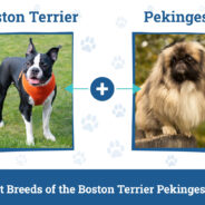 Boston Terrier Pekingese Mix Dog Breed: Info, Pictures, Care, & Facts