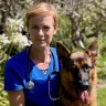 Do Dogs Have Different Blood Types? Vet-Verified Facts & Info