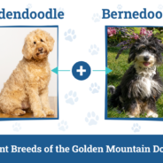 Golden Mountain Doodle Dog Breed: Info, Pictures, Care & Facts