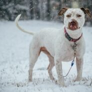 Ohio animal shelter has huge success with short-term holiday fostering