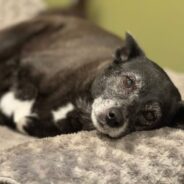 Weird Quirks My Dogs Have: Splooting, Digging & More