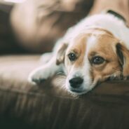 Why do people opt for behavioral euthanasia for their dogs?