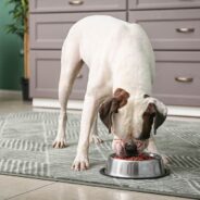 19 Best Dog Foods in 2024 – Reviews & Top Picks