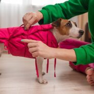 6 Best Anxiety Vests for Dogs in 2024 – Reviews & Top Picks