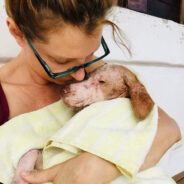 Beach Dog Rescue Surpasses 7,000 Spay/Neuter Milestone in Yucatan, Mexico