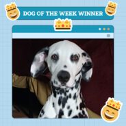 Dogster Photo Contest: Dogs of the Week Winners (November 1, 2024)