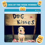 Dogster Photo Contest: Dogs of the Week Winners (November 28, 2024)