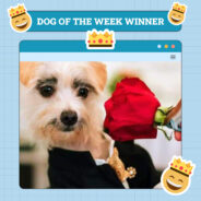 Dogster Photo Contest: Dogs of the Week Winners (November 8, 2024)