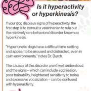 Hyperactivity in dogs – is it the same as ADHD?