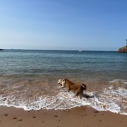 Dogs and Sandy Beaches: Lava’s Visit to Jersey