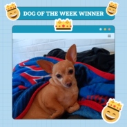 Dogster Photo Contest: Dogs of the Week Winners (December 12, 2024)