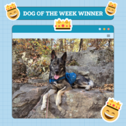 Dogster Photo Contest: Dogs of the Week Winners (December 19, 2024)