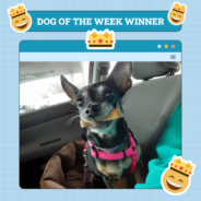 Dogster Photo Contest: Dogs of the Week Winners (December 26, 2024)