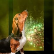 Happy New Year’s Eve From Dogster – How to Keep Your Dog Safe During Fireworks