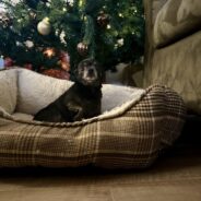 Merry Woof-Mas! How the Wednesday Dogs of Dogster Celebrate Christmas