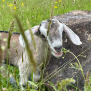 The Time We Fostered a Baby Goat: Mac & Rosa’s New Bouncy Friend