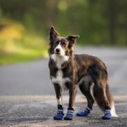 6 Best Dog Boots in 2025: Reviews & Top Picks