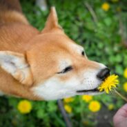 Ayurvedic Dosha Balancing in Dogs