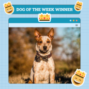 Dogster Photo Contest: Dogs of the Week Winners (Jan 16, 2025)