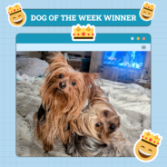 Dogster Photo Contest: Dogs of the Week Winners (Jan 23, 2025)