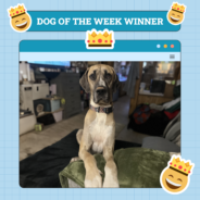 Dogster Photo Contest: Dogs of the Week Winners (January 2, 2025)