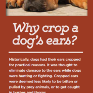 How ear cropping in dogs affects health and behavior